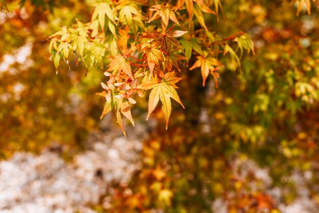 Hojas de arce coloridas en otoño.