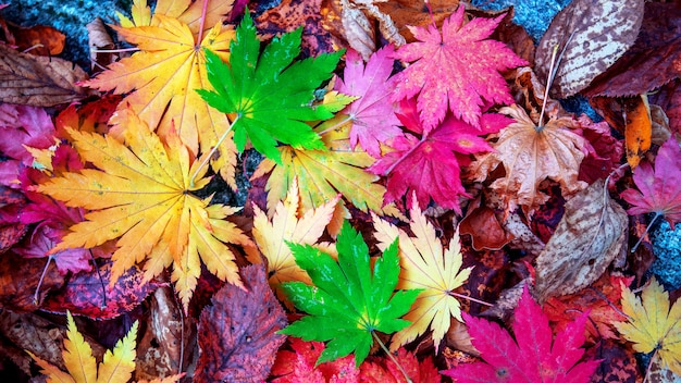 Hojas de arce coloridas en otoño