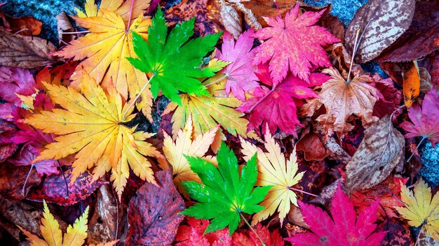 Hojas de arce coloridas en otoño