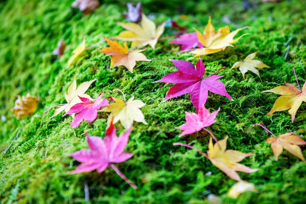 Hojas de arce coloridas en otoño.