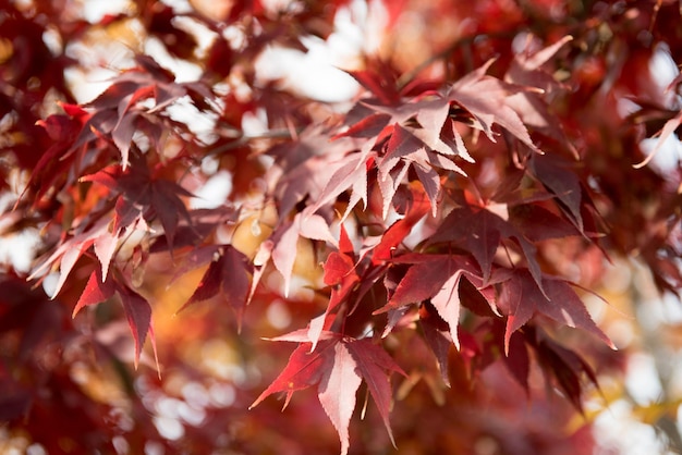 Hojas de arce rojas de finales de otoño