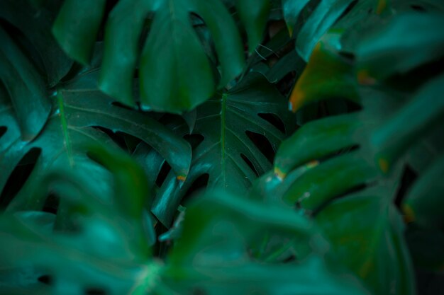 Hojas botánicas de monstera