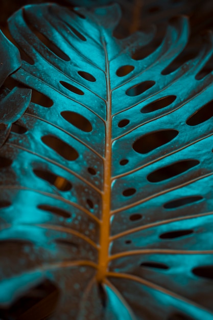 Foto gratuita hojas botánicas de monstera