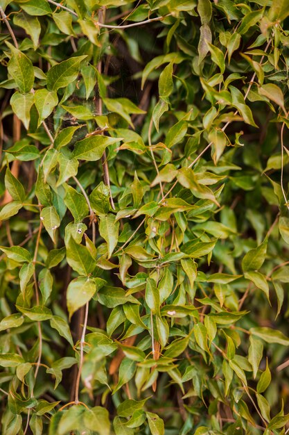 Hojas botánicas