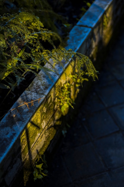 Foto gratuita hojas botánicas