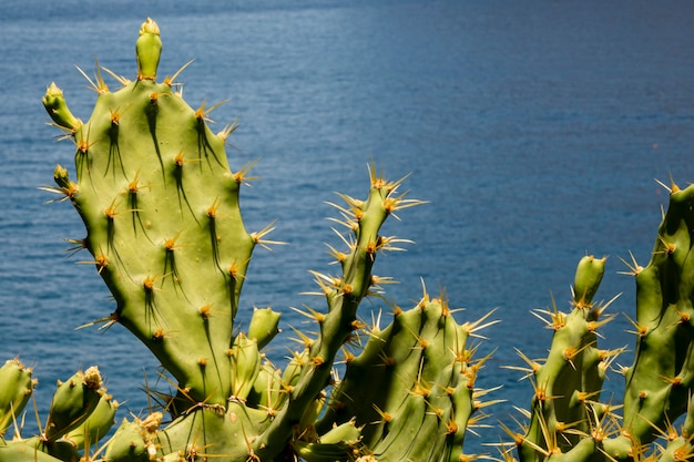 Foto gratuita hojas de cactus puntiagudos con el mar