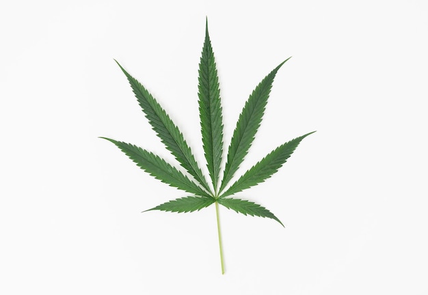 Hojas de cannabis verde aisladas sobre fondo blanco
