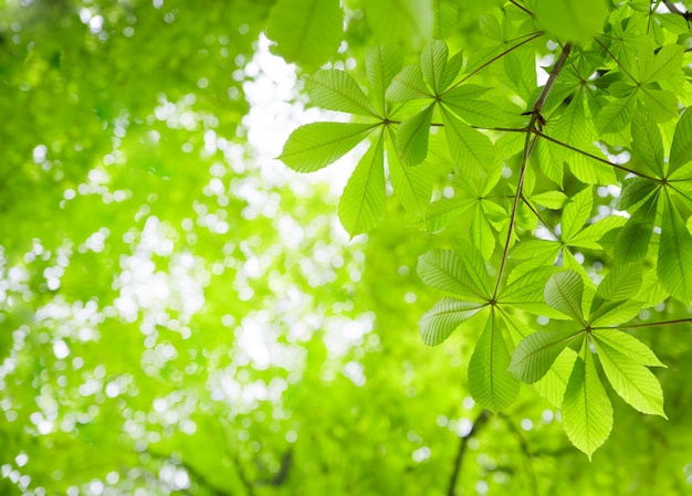 Foto gratuita hojas de castaño verde