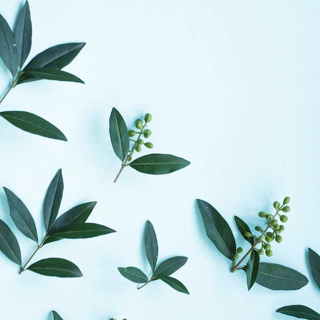 Foto gratuita hojas de color verde con bayas sobre fondo azul