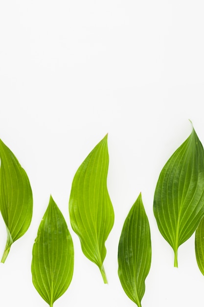 Foto gratuita hojas de color verde sobre fondo blanco