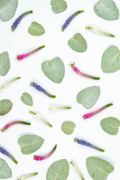 Foto gratuita hojas coloridas de la forma y del corazón del veronica en el fondo blanco