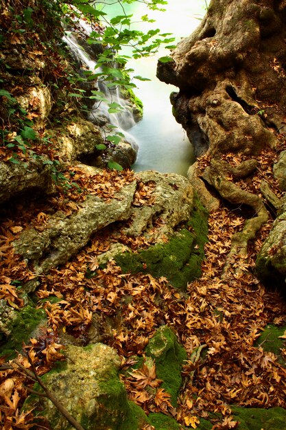 Hojas cubriendo el suelo y pequeña cascada de agua