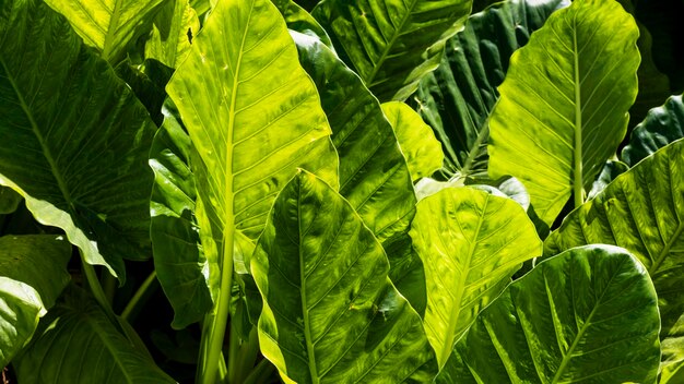 Hojas exóticas al sol al aire libre