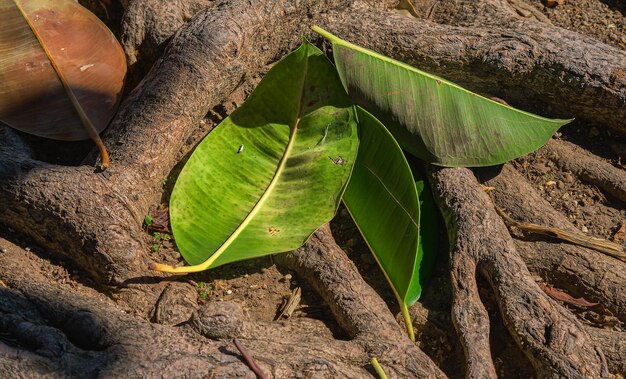 Hojas de ficus en las raíces de los árboles Abundante sistema de raíces de plantas Ecosistema forestal y idea de cuidado de la ecología para el fondo o el papel tapiz