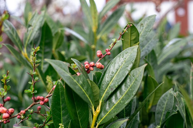 Hojas de fondo natural después de la lluvia de cerca