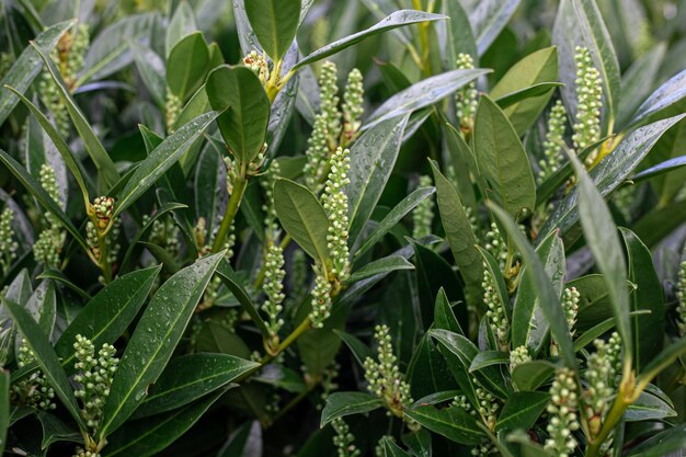 Hojas de fondo natural después de la lluvia de cerca