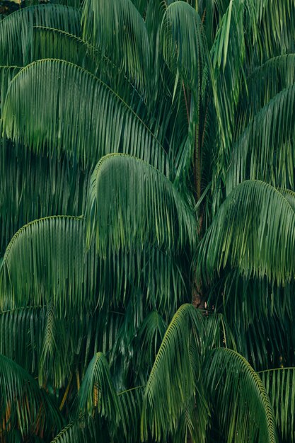 Hojas de fondo de palmera