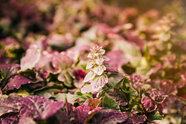 Hojas frescas de color rosa en el jardín