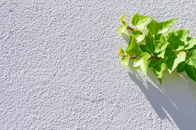 Hojas frescas de hiedra verde que sube en el fondo texturizado blanco de la pared.