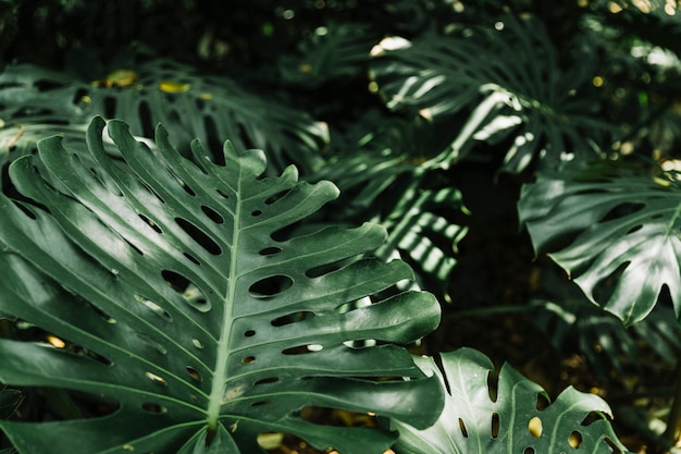 Hojas frescas de monstera