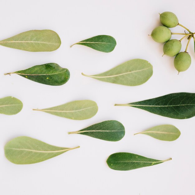 Hojas y frutas de plantas