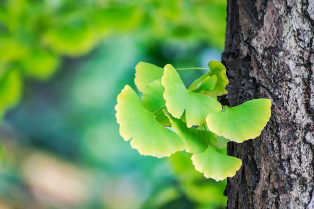 Hojas de ginkgo biloba