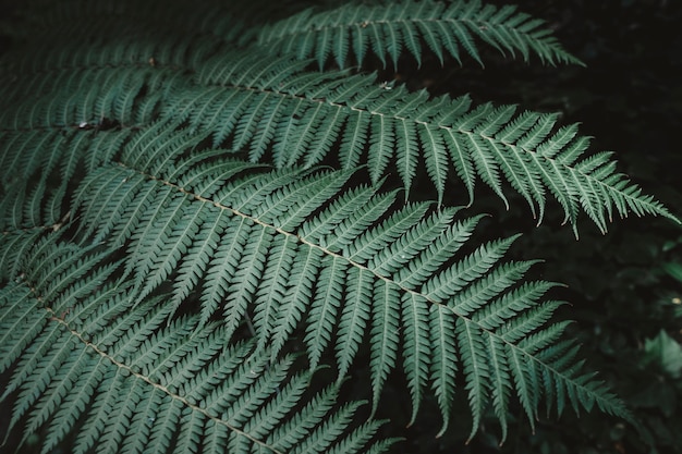 Hojas grandes en bosque