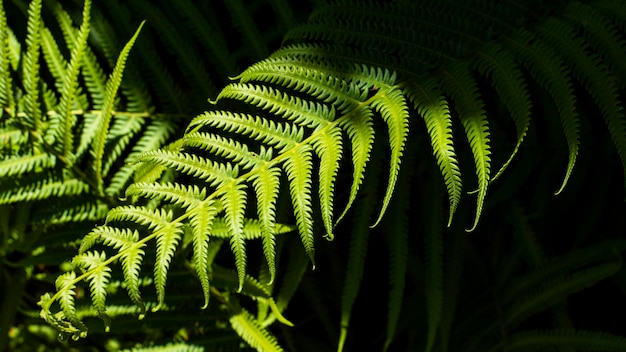 Hojas de helecho tropical con sombras