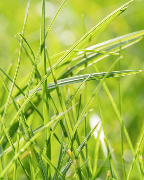 Hojas de hierba de primer plano al aire libre