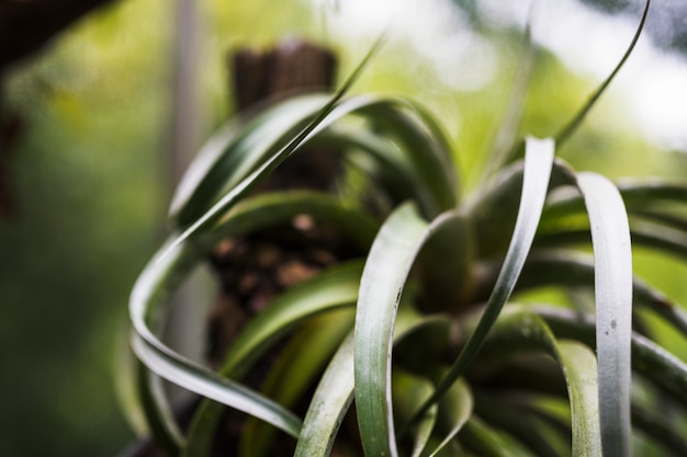 Foto gratuita hojas largas de la planta.