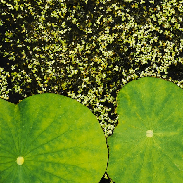 Hojas de loto natural y fondo de lenteja de agua