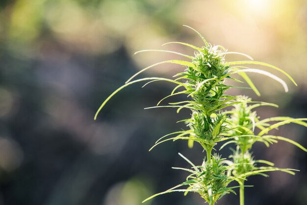 Hojas de marihuana, cannabis sobre fondo hermoso.