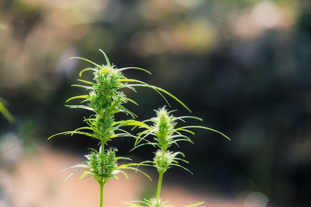 Hojas de marihuana, cannabis sobre fondo hermoso.