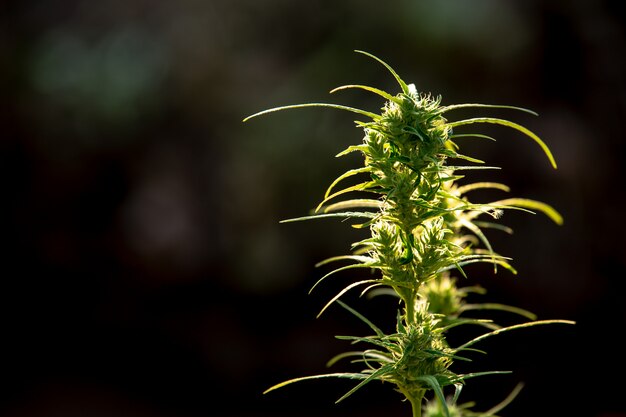 Hojas de marihuana, cannabis sobre fondo hermoso.