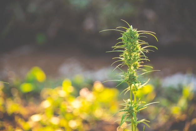 Foto gratuita hojas de marihuana, cannabis sobre fondo hermoso.