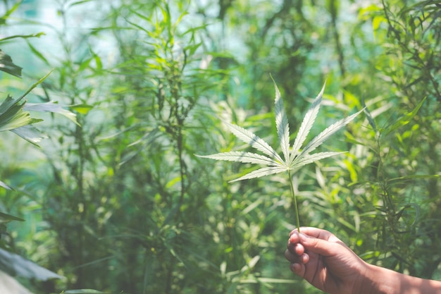 Foto gratuita hojas de marihuana a mano.