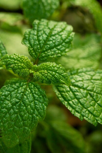 Hojas de menta verde de primer plano