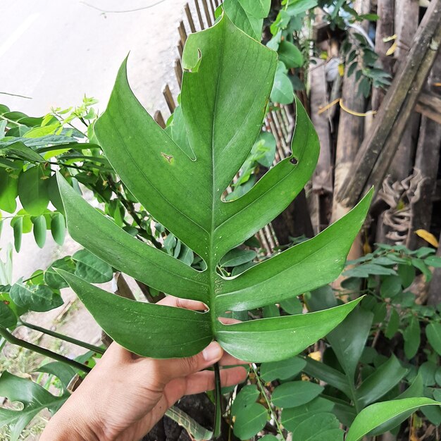 Hojas de Monstera con fondo de textura