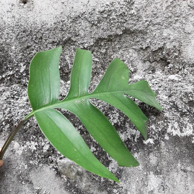 Hojas de Monstera con fondo de textura