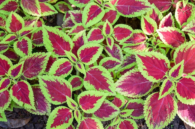 Foto gratuita hojas moradas con el borde verde