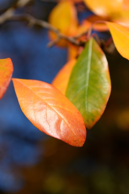 Hojas de naranja de otoño