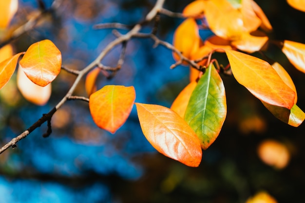 Hojas de naranja de otoño