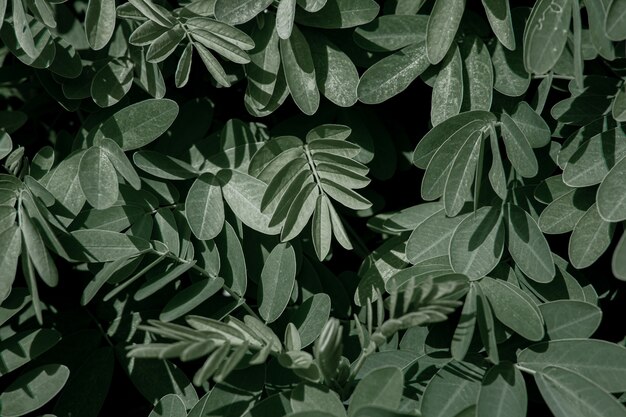 Hojas naturales de acacia