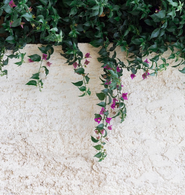 Foto gratuita hojas naturales y fondo de pared de espacio de copia