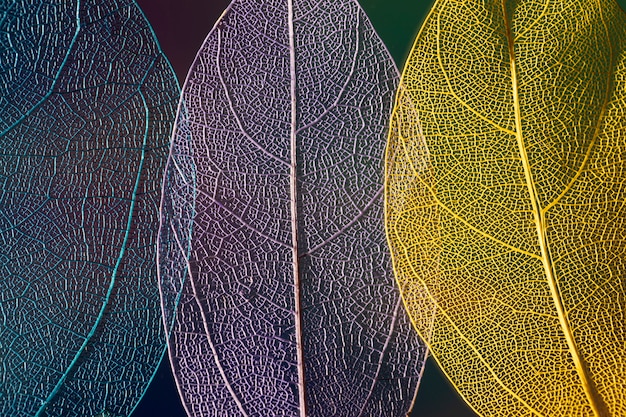 Foto gratuita hojas de otoño coloridas abstractas