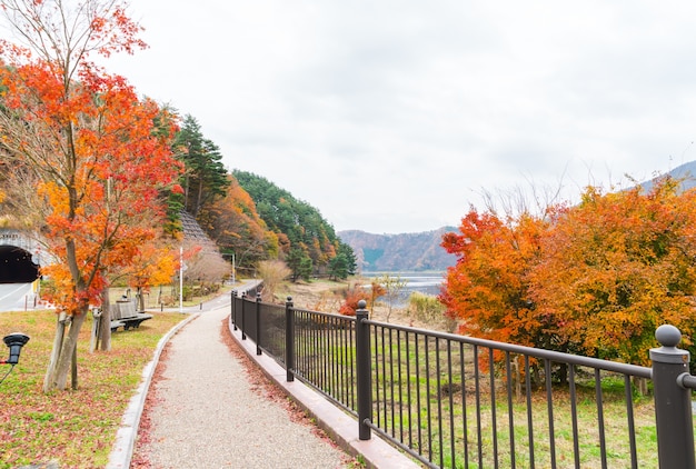 Foto gratuita las hojas de otoño coloridas hermosas