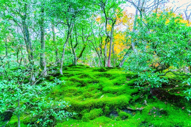 Las hojas de otoño coloridas hermosas