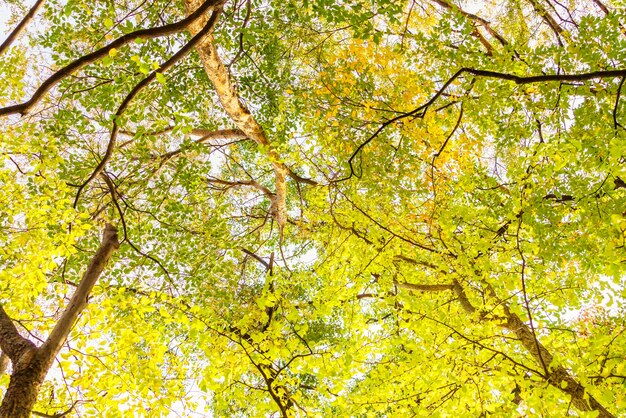 Las hojas de otoño coloridas hermosas