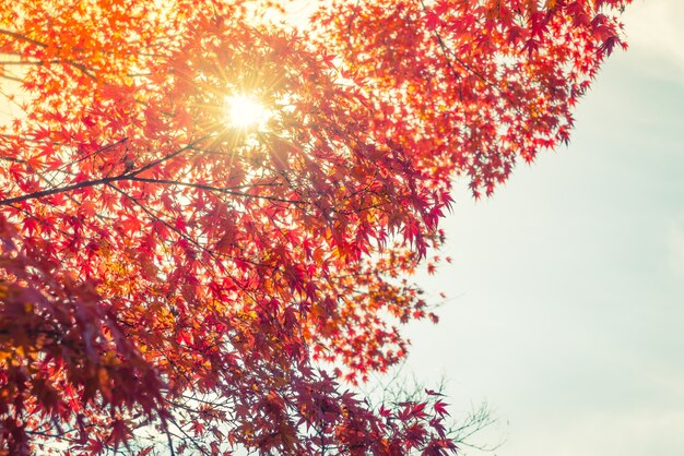 Las hojas de otoño coloridas hermosas