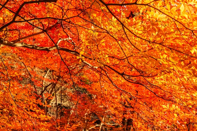 Las hojas de otoño coloridas hermosas
